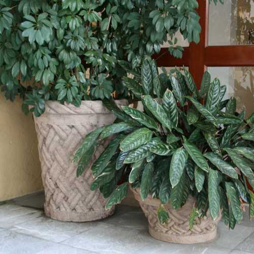 Aceramiento de macetas Banasto mediano y jardinera