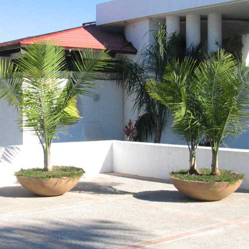 Juego de macetas Jicaras imitacion piedra o cantera con palmeras en la entrada de un hotel en Puerto Vallarta