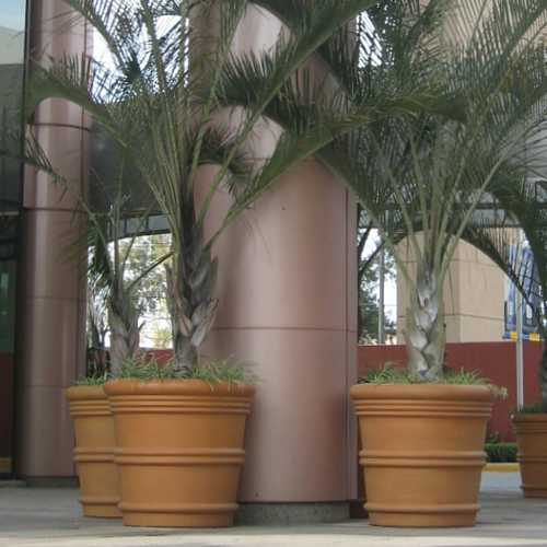 Macetas Vasos Italianos de barro gigantes con palmeras en el WTC Guadalajara